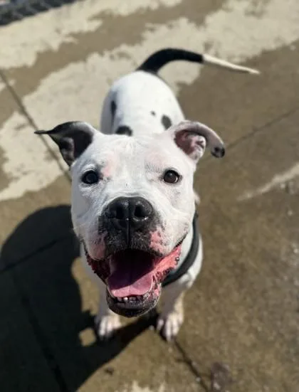 An adult large-sized male American Bulldog dog named Schnitzel for adoption in Westland, MI