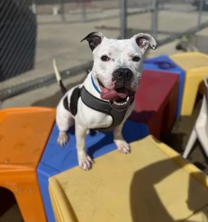 Schnitzel thumbnail 2