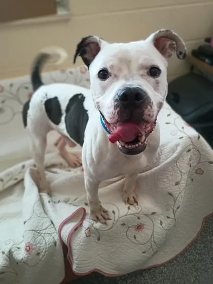 Schnitzel thumbnail 3