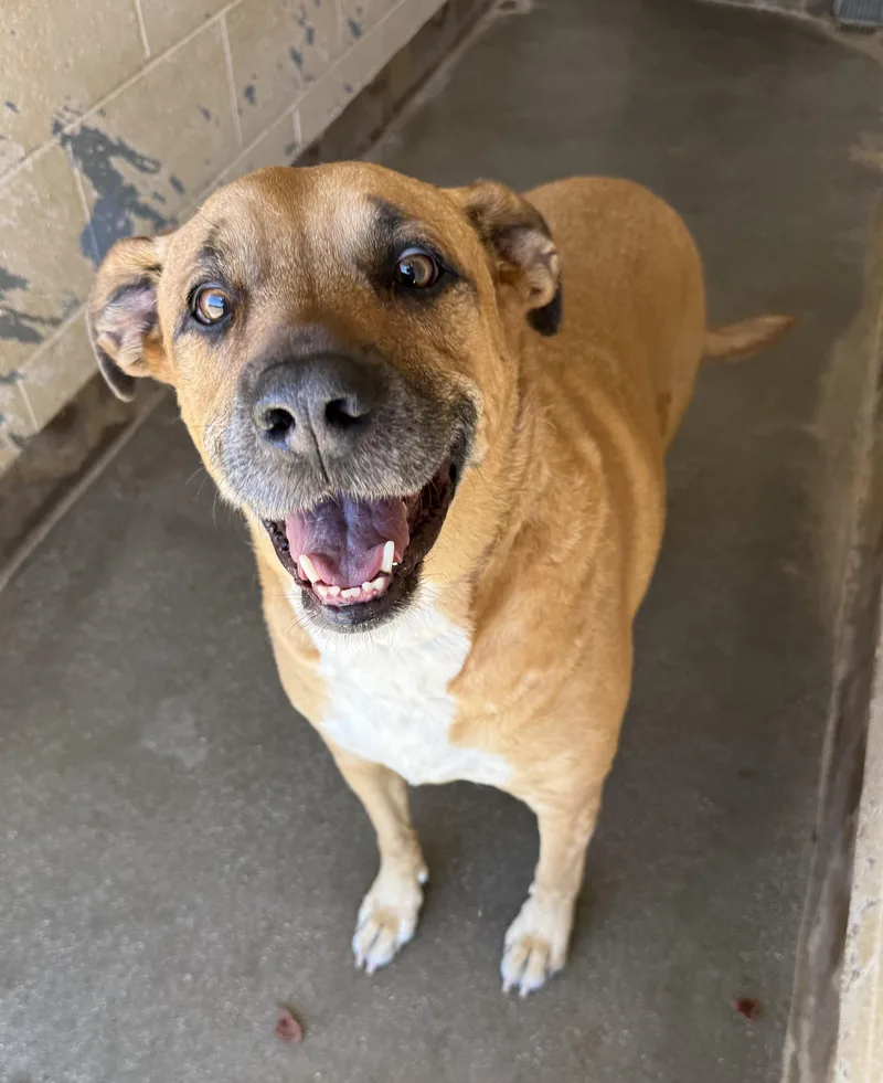 An adult large-sized female Brown / Chocolate Hound dog named Nymeria for adoption in Sierra Vista, AZ