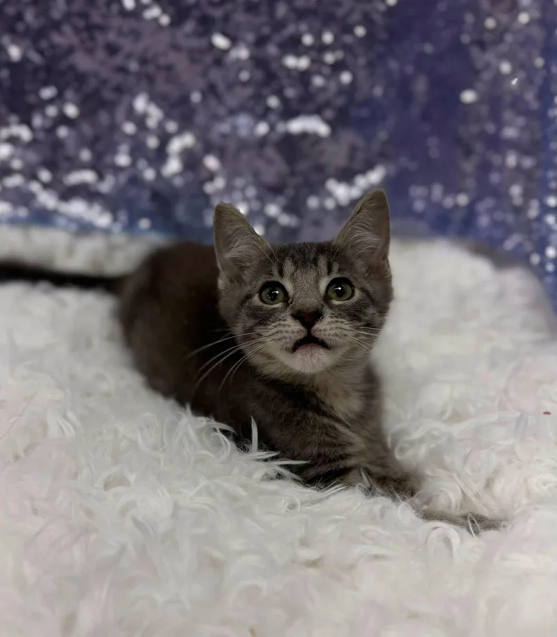 A young medium-sized male Domestic Short Hair cat named Billy the Kid for adoption in Clarkesville, GA
