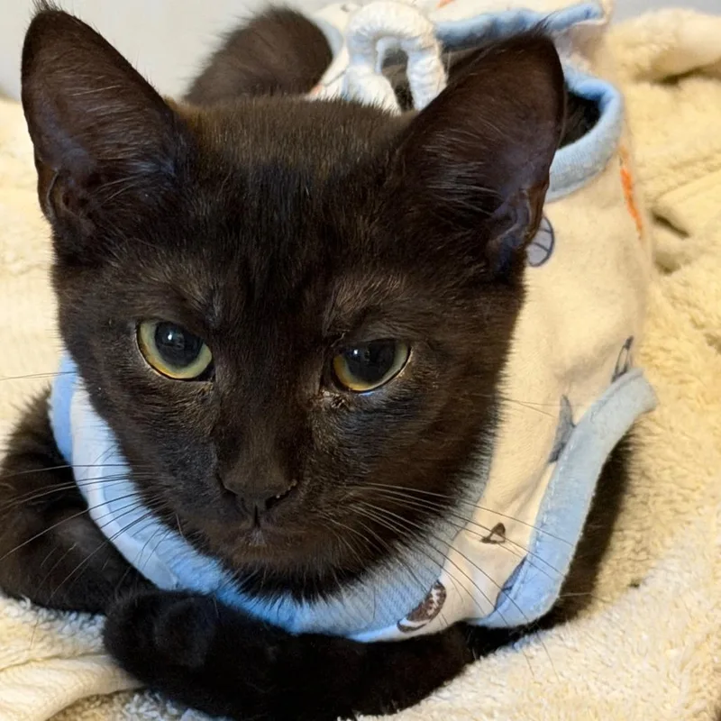 A baby small-sized female Black Domestic Short Hair cat named Blakely for adoption in Huntsville, AL