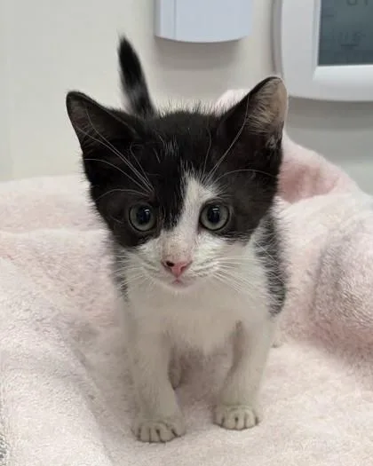 A young small-sized male Domestic Short Hair cat named Domino for adoption in New Hope, PA