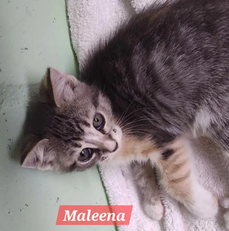An adult large-sized female Domestic Short Hair cat named Maleena for adoption in Spring Hill, FL