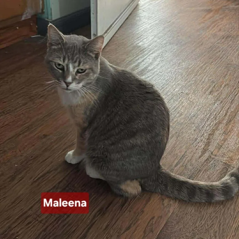 Maleena thumbnail 2