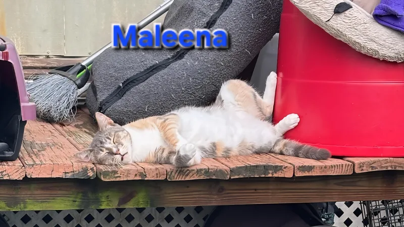 Maleena thumbnail 3