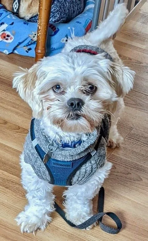 A young small-sized male White / Cream Shih Tzu dog named Binx for adoption in Crompond, NY