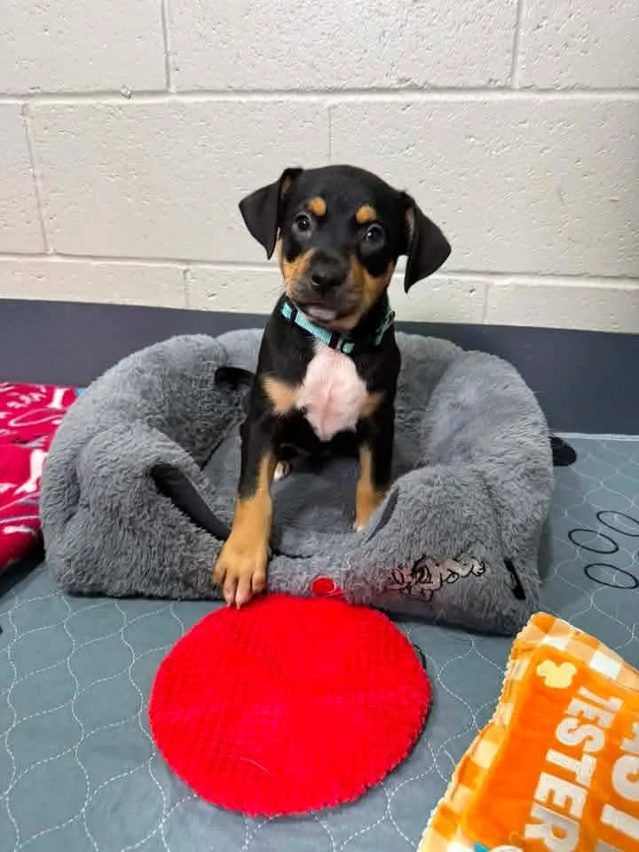 A baby medium-sized male Pit Bull Terrier dog named Dolly for adoption in Browns Mills, NJ