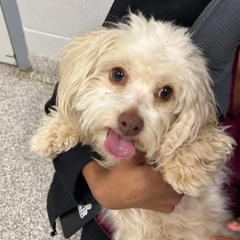 An adult small-sized female White / Cream Mixed Breed dog named Lily for adoption in Rockville, MD