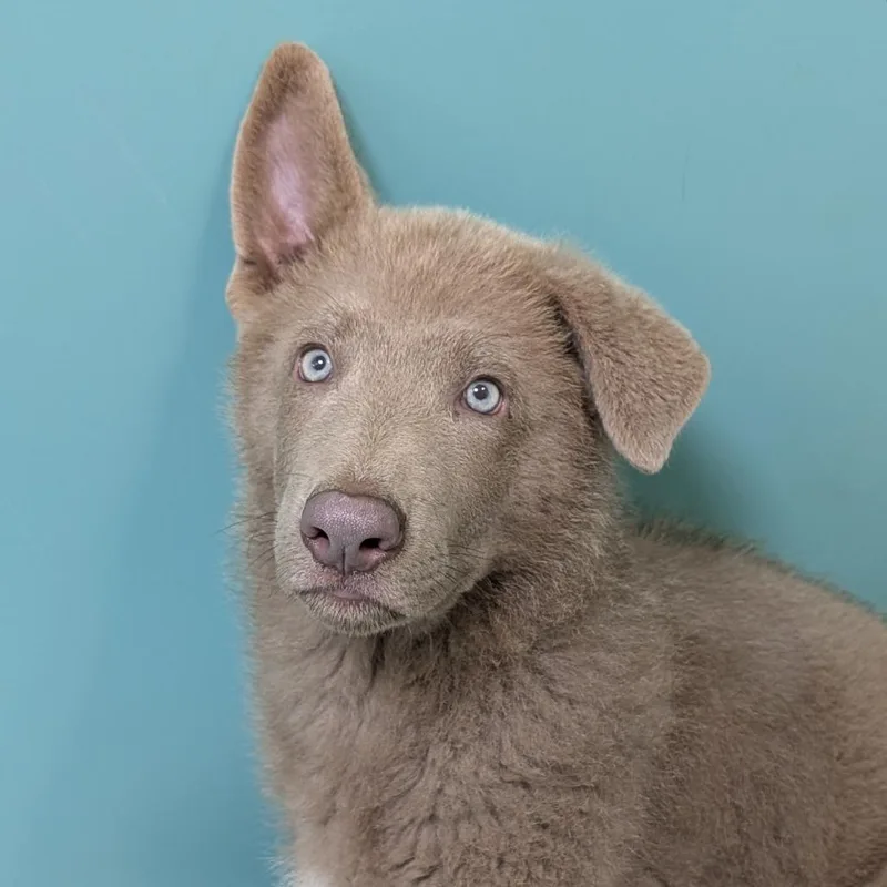 A baby medium-sized male Gray / Blue / Silver German Shepherd Dog dog named Mallow for adoption in Washington Township, OH