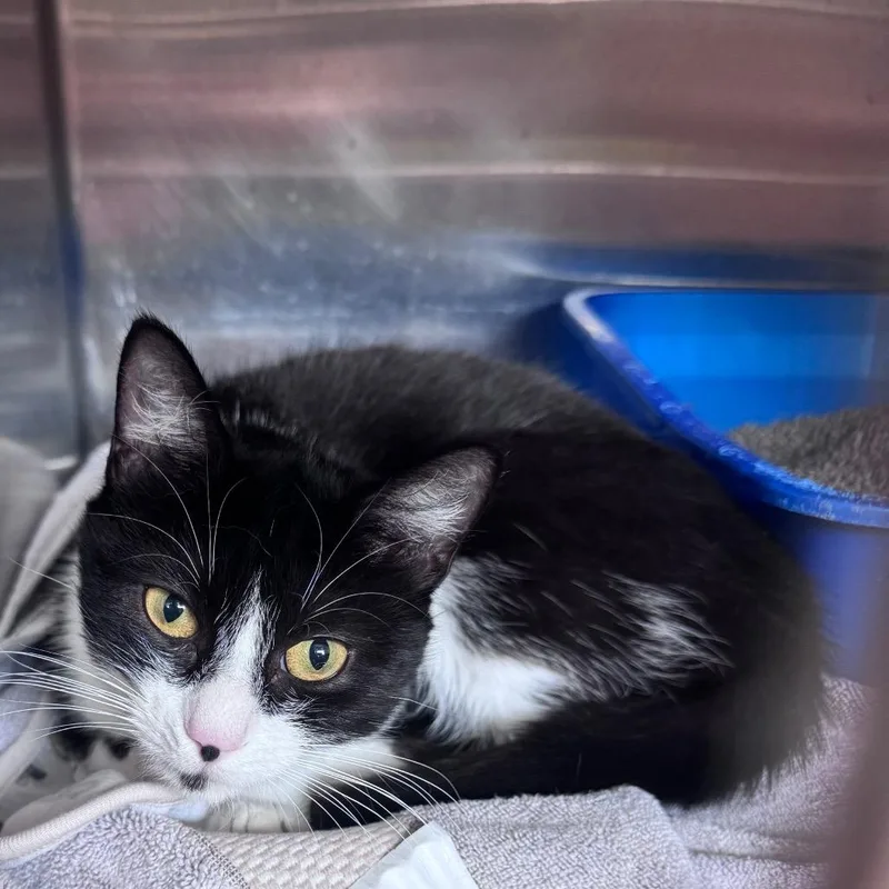 A young medium-sized female Black Domestic Short Hair cat named Portia for adoption in Columbia Station, OH