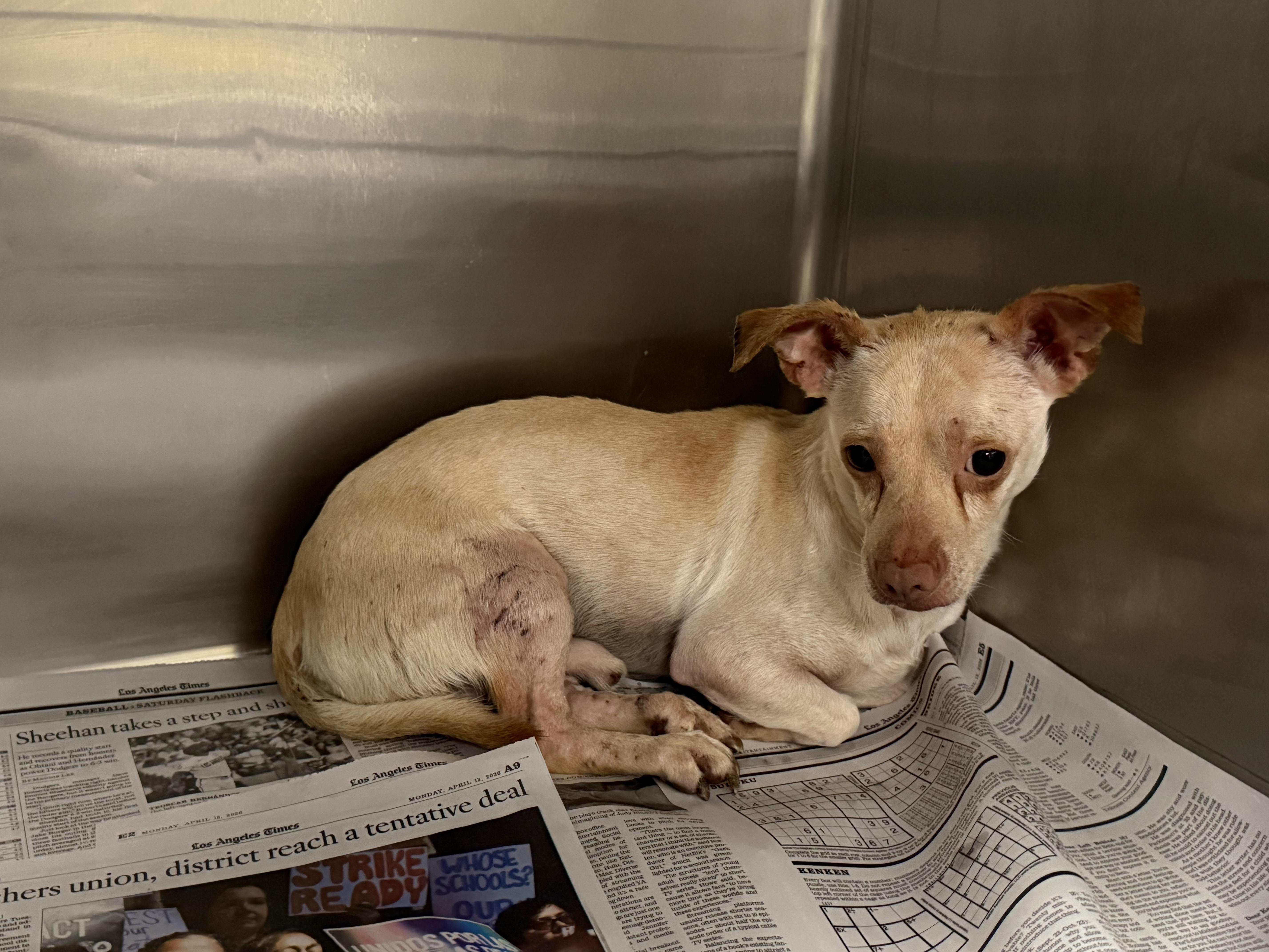 An adult medium-sized male Chihuahua dog named Ravishing Rick Rude for adoption in Van Nuys, CA