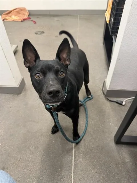 A young large-sized male Pit Bull Terrier dog named Percy for adoption in Mesa, AZ