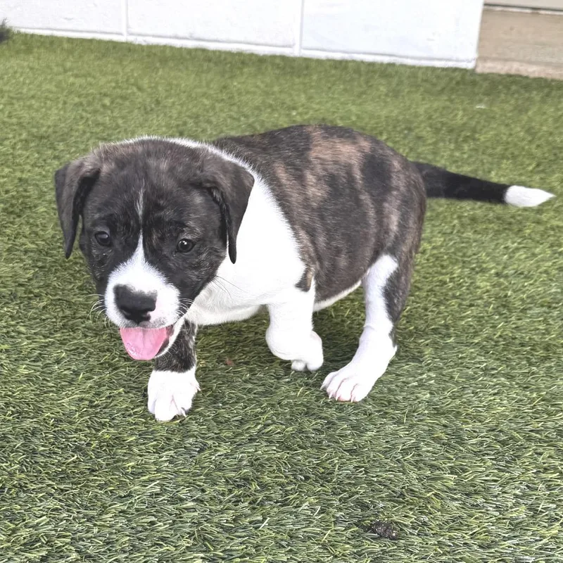 A baby medium-sized female White / Cream Terrier dog named Patch for adoption in LOXAHATCHEE, FL