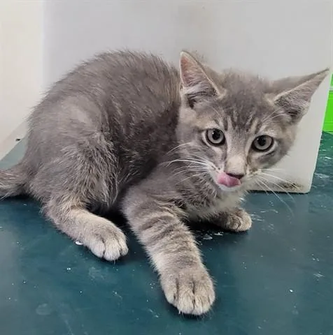 A baby small-sized female Domestic Short Hair cat named The Baby for adoption in Garland, TX