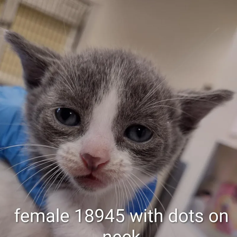 A baby small-sized female Gray / Blue / Silver Domestic Short Hair cat named Kida for adoption in Upland, CA