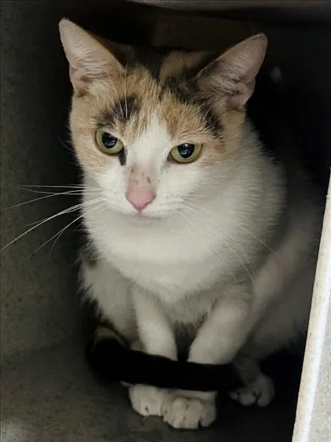 A young medium-sized female Domestic Short Hair cat named Glennie for adoption in Derwood, MD