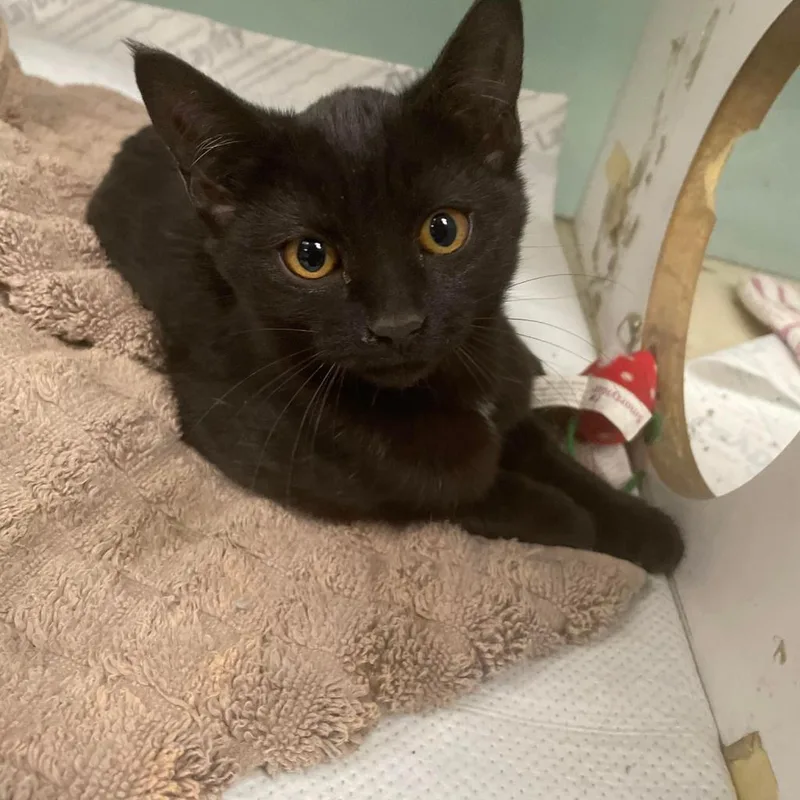 An adult medium-sized female Domestic Short Hair cat named Vanta for adoption in Roanoke, VA