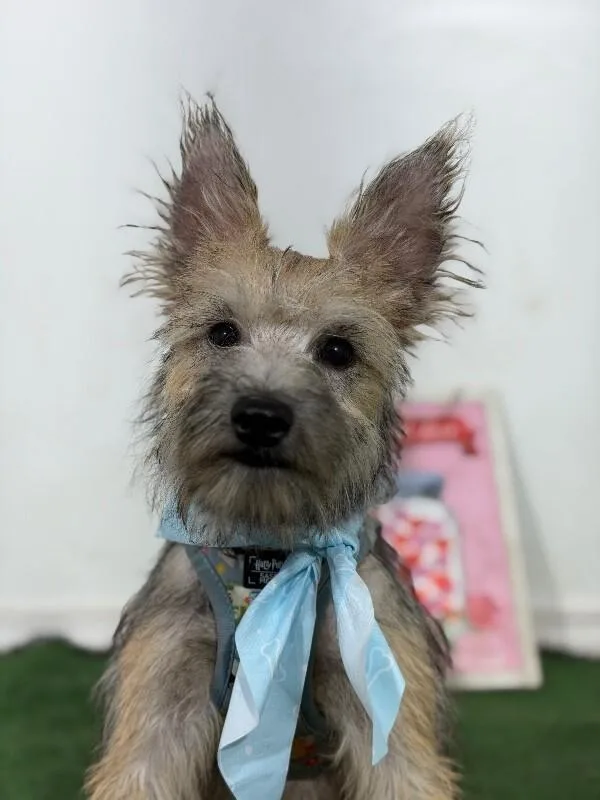 A baby small-sized male Cairn Terrier dog named Dog Marley for adoption in Carlsbad, CA