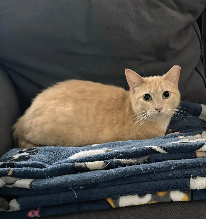 An adult medium-sized female Orange & White Domestic Short Hair cat named Druid for adoption in Pearland, TX