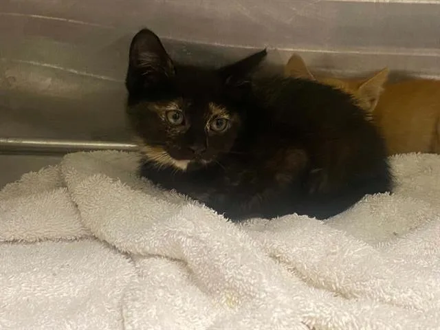A baby small-sized female Domestic Medium Hair cat named Polydora for adoption in Tustin, CA