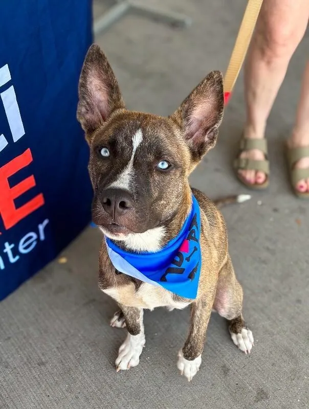 An adult large-sized male Brindle Mixed Breed dog named Will Smith for adoption in Cincinnati, OH