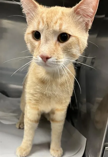 An adult large-sized male Domestic Short Hair cat named Mark for adoption in Miami, FL