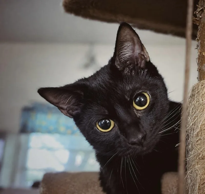 A young medium-sized male Black Domestic Short Hair cat named Booboo for adoption in Smicksburg, pa 16256, PA