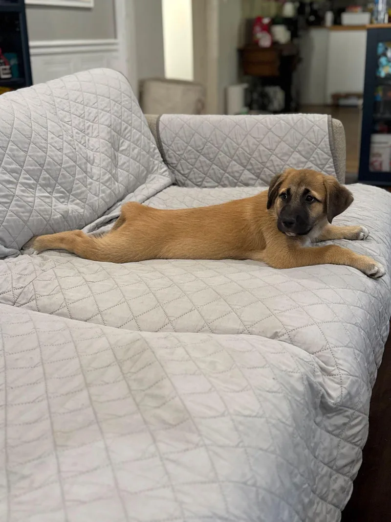 A baby small-sized female Yellow / Tan / Blond / Fawn Great Pyrenees dog named Freya for adoption in Los Angeles, CA