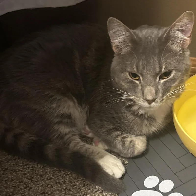 A young medium-sized male Gray / Blue / Silver Domestic Short Hair cat named Wobbles Cerebellar Hypoplasia for adoption in Rochester, MN