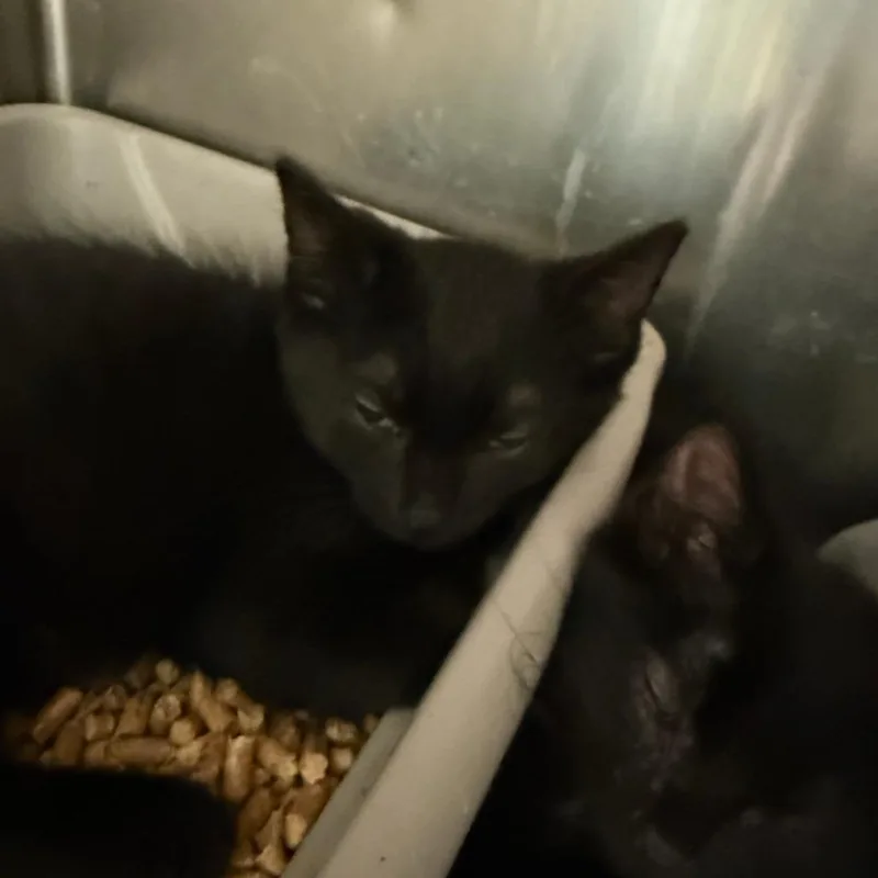 A baby small-sized male Black Domestic Short Hair cat named Earth for adoption in Richmond, IN