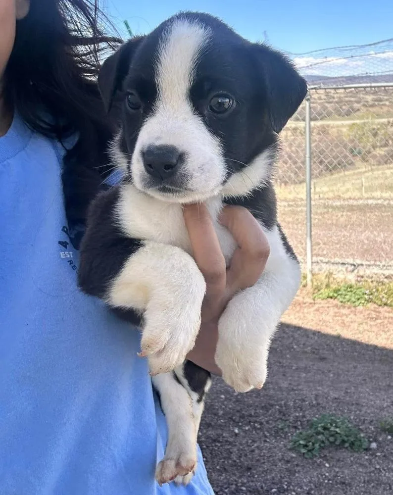 A baby large-sized male Tricolor (Brown, Black, & White) American Bulldog dog named Ozzy for adoption in Sedalia, CO