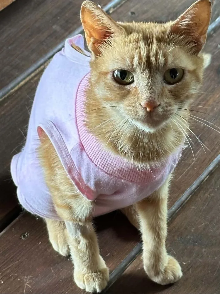 A young small-sized female Domestic Short Hair cat named Suzy for adoption in GREENVILLE, SC