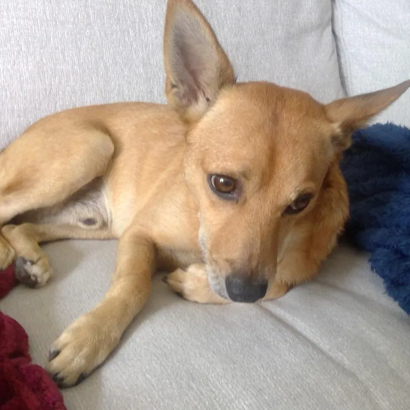 An adult small-sized male Yellow / Tan / Blond / Fawn Mixed Breed dog named Nelly for adoption in Jupiter, FL