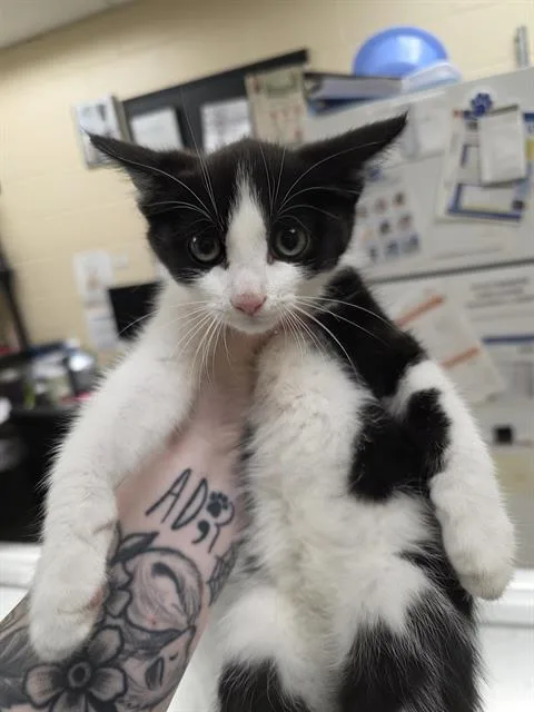A baby small-sized male Domestic Short Hair cat named Chad for adoption in Aliquippa, PA