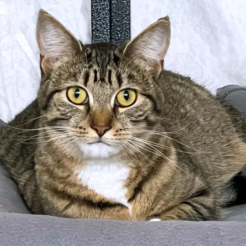 A young medium-sized female Tabby (Brown / Chocolate) Domestic Short Hair cat named Mei Mei for adoption in St. Louis, MO