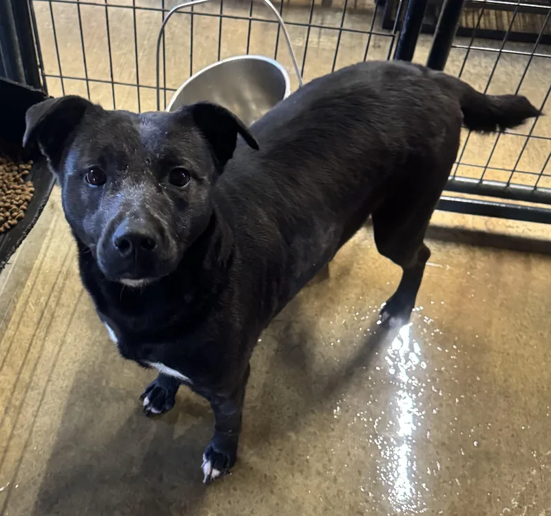 An adult medium-sized female Black Labrador Retriever dog named Sasha for adoption in Canyon, TX