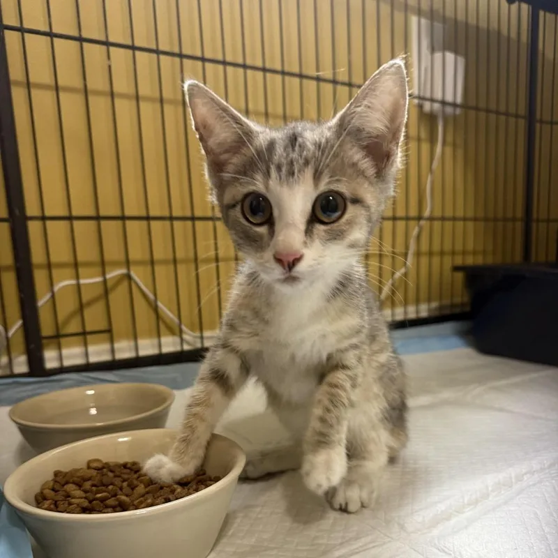 A baby small-sized female Calico Domestic Short Hair cat named Molly Bowers for adoption in Woodstock, VA