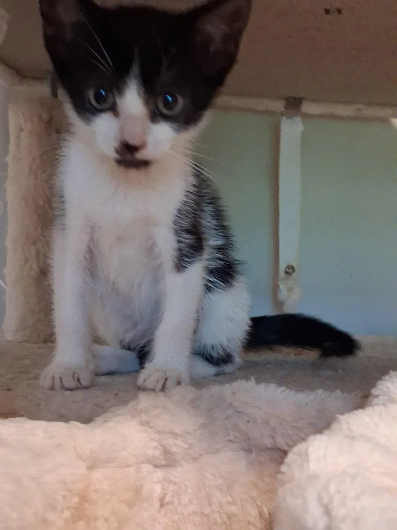 A baby small-sized male Black Domestic Short Hair cat named Skip for adoption in Raleigh, NC