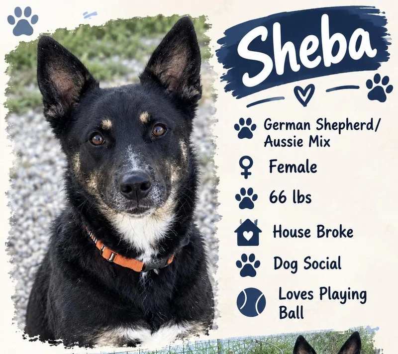 An adult medium-sized female German Shepherd Dog dog named Sheba for adoption in Ashland, KY