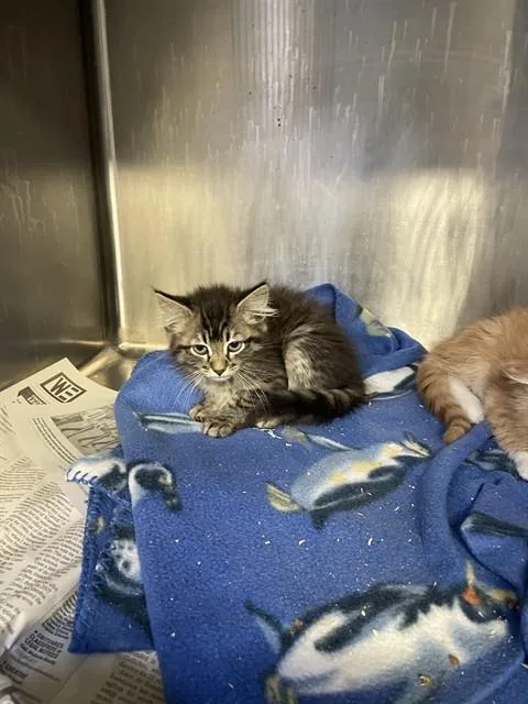 A baby small-sized female Domestic Medium Hair cat named Anastasia for adoption in Stockton, CA