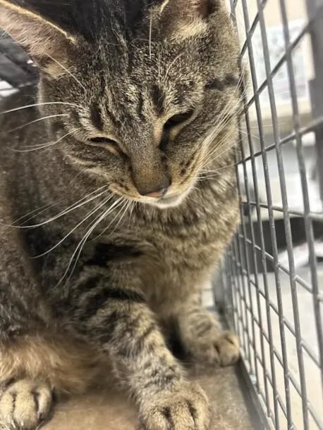 An adult large-sized male Domestic Short Hair cat named Aiden for adoption in Las Vegas, NV