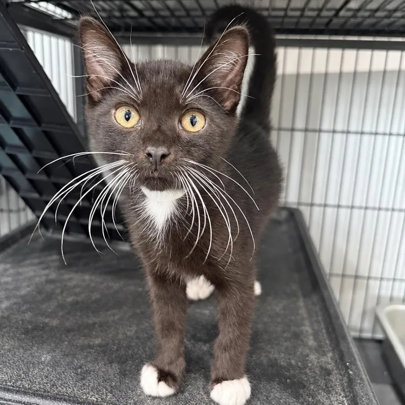 A baby small-sized male Domestic Short Hair cat named Ravello for adoption in Bradenton, FL