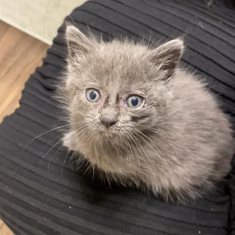 A baby small-sized female Gray / Blue / Silver Domestic Short Hair cat named Chihiro for adoption in Lynchburg, VA