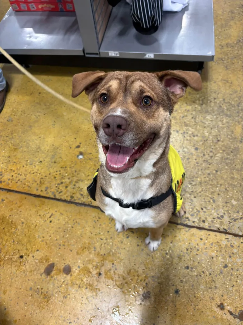 An adult medium-sized male Golden Mixed Breed dog named Omar for adoption in Tullahoma, TN