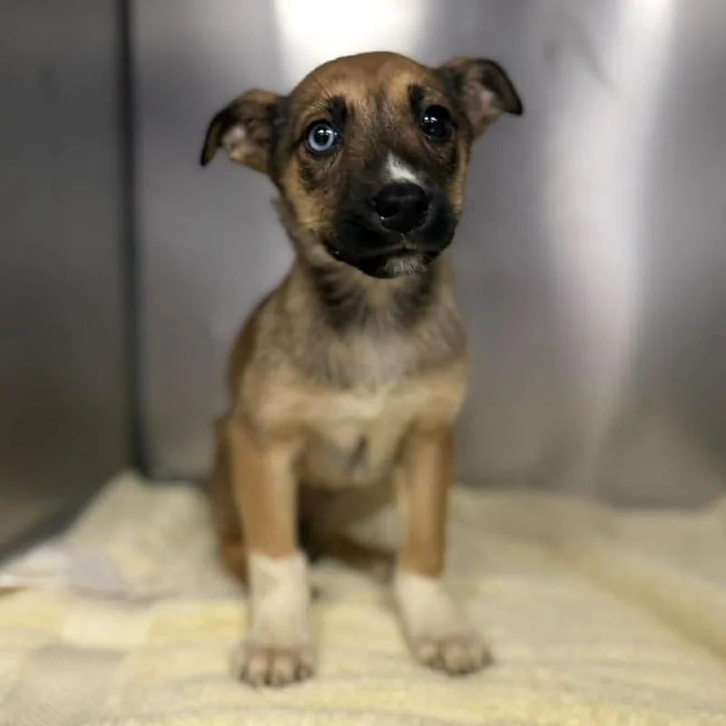 A baby medium-sized female Brown / Chocolate Husky dog named Santana for adoption in Martinsville, VA