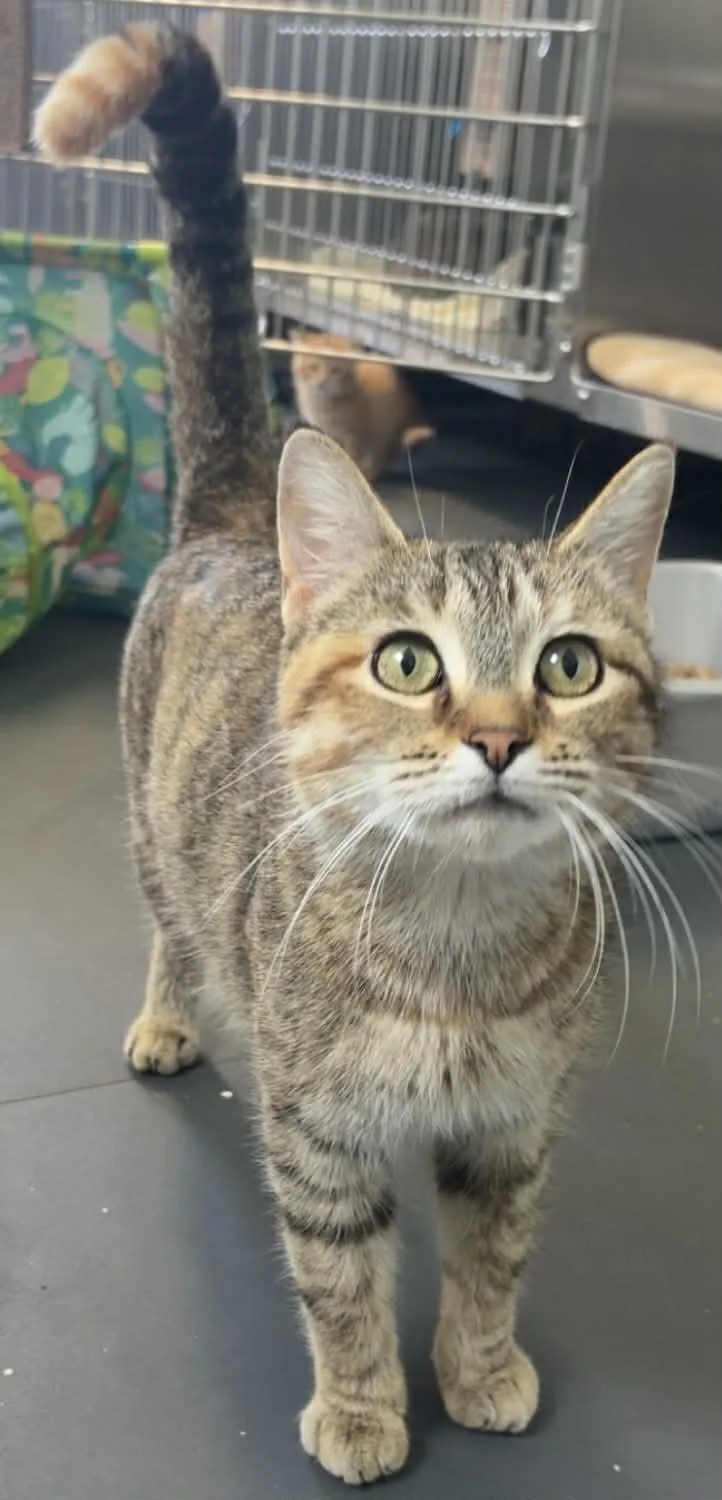 An adult medium-sized female Tabby (Brown / Chocolate) Domestic Short Hair cat named Scarlet for adoption in Lincoln, MI