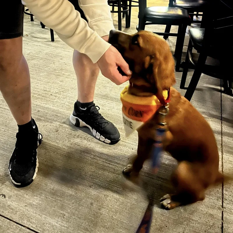 A young medium-sized female Brown / Chocolate Hound dog named Ruby for adoption in Springfield, MO