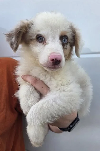 A baby small-sized male Australian Shepherd dog named Braxton for adoption in Kinzers , PA
