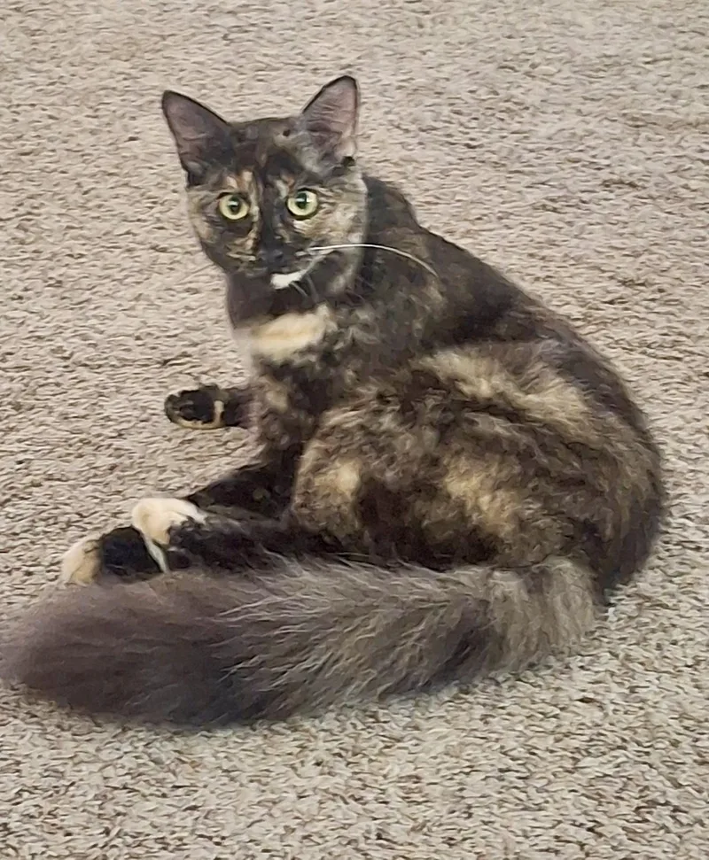 An adult medium-sized female Tortoiseshell cat named Calli for adoption in Forney, TX